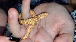 Baby Albino Western Hognose snake Juvenile