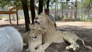 White Lions