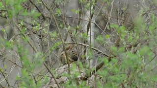 Squirrel Shelling Nut: The Nutcracker, or A Squirrel's Advice