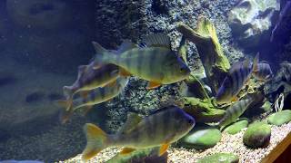 Океанариум в Крокус Сити. Москва. (Moscow Crocus Сity Oceanarium)