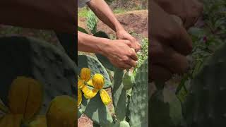 Cactus fruit that makes you want to eat it