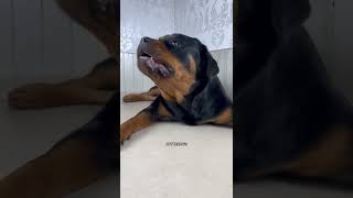 THE CUTE DOG EATING FOOD MOMENT #short #cutedog #dog #tiktokt #funny #moment