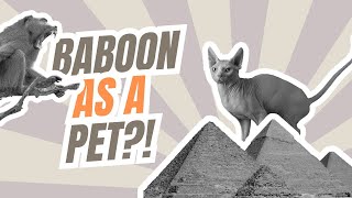 Pet BABOON: Weird Ancient Egyptian Pets