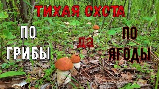 Лесные Ништячки| Тихая Охота| Сбор урожая| Первые грибы| Ягоды| #лесныедары