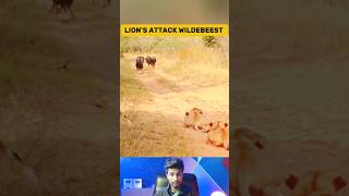 Wildebeest Walks Straight Into a Lion Ambush