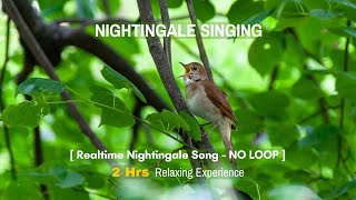 The Melodious Song of Nightingale - [2 Hrs] Real-Time Nightingale Singing | Birdsong | Bird Chirping