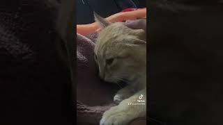 Dima's Home Cat Liolieta's Cute TikTok 🐱🥺  #shorts