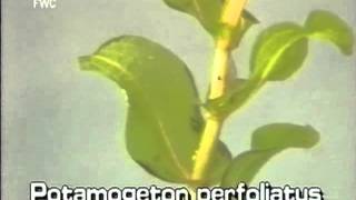 How to identify Clasped pondweed Potamogeton perfoliatus