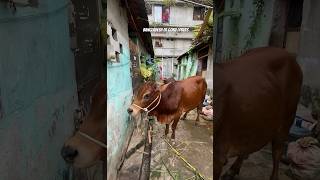 My Qurbani Bull of 2024| #reels #bull #trending #animals #t20worldcup #reddit #mandi #qurban #eid