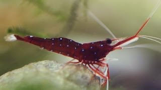 Cardinal Shrimp | Caridina