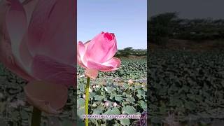 લાંબા ગામમાં લાંબી દાંડલીવાળા કમળ longest pedicel of Lotus flower in Lamba village lake Gujarat