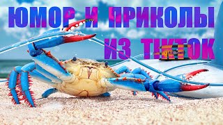 Юмор и Приколы из TikTok N38.