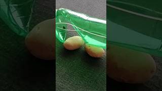 Mantis DIY Picker🍑🍒🍋🍊🍌🍍🥭 #Picker #Tool #satisfying #potato