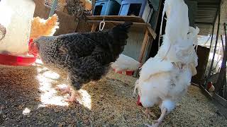 Chickens Hens Roosters Pecking Scratching Doing Fun Chicken Stuff Sounds Noises!