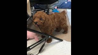 Той пудель Дэниз 1 месяц и 16 дней. Вес 1270 грамм. Япония. Toy poodle Denise. Japan.