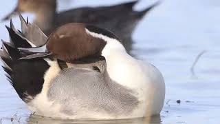 Northern pintail ducks swimming | duck video | duck breeds | duck swimming