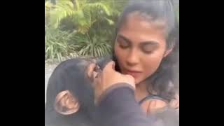 KISSING CHIMPANZEES