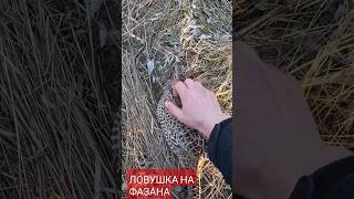 ФАЗАНИХА РУЧНАЯ #ловушка #охота #фазан #фазаны #subscribe