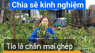 chia sẽ kinh nghiệm tỉa lá chân mai ghép giúp cây phát triển tốt