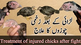 Chozon ka ilaj | chicks treatment | Aseel