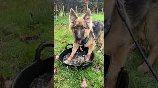 Digging, splashing and driving CamperVans 🐶🐾