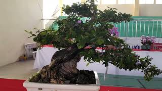 CÂY LINH SAM BONSAI 2023 ĐẸP