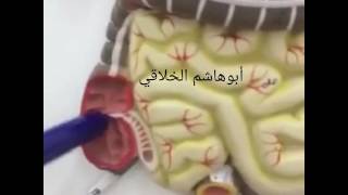 أبوهاشم الخلاقي خبير الأعشاب ولطب البديل