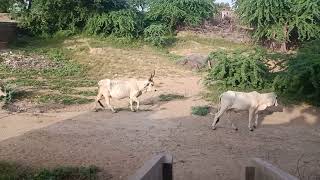 #cow desert white cows in rural village of desert #cowvideos