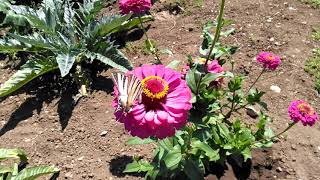 Farfalla succhia il nettare di una zinnia