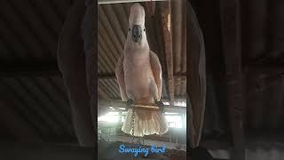 swaying bird#shorts