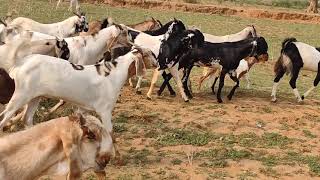 Hm mewat goat farm 2021 kurbani 9050518118