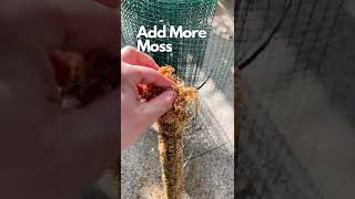 How To Build A Moss Pole For your Houseplant 🤯 #shorts #mosspole #houseplantcaretips #houspleantcare