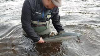 C/R Baltic salmon by Anglerman fishing adventures