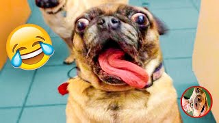 Funny Animals Video🔥😂Best Reaction Cats,New Funny Memes