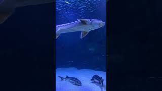 amazing shark fish hindi video in aquatic gallery.  #shorts #ytshorts #shrk #underwater #creatures