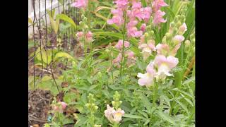 HARVESTING SNAPDRAGONS, ZINNIAS, COSMOS and ARRANGING PINK SUMMER BLOOMS | Planted from seeds 🌿🌸🌿