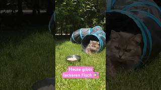 Fischer‘s Fritz … frischer Fisch 🐠 für Henni & Nadina 😹lustige Katzenvideos 😻 #shorts #cats