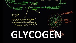 18. Glycogen (Polysaccharide)