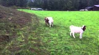 Boer goats mating burenziegen Paarung deckakt