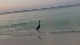 Beautiful Florida beach and grey heron