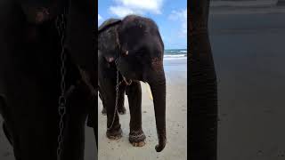 Baby Elephant on the Beach, Ko Chang. Thailand. He is chained because he is on the public beach!