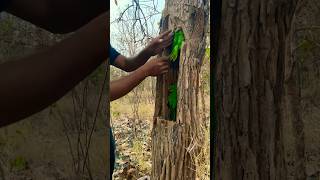 WOW so beautiful #parrots in a tree hole