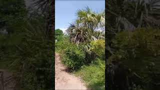 Beach plot no 2 for sale Tsh 350 mil, located in Kigamboni Geza, Dar es salaam Tanzania