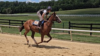 Amedeus Music galloping solo on 7/27.