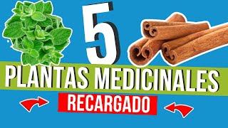 🌿 !RECARGADO¡ 5 PLANTAS MEDICINALES que Debes Conocer | !Descubre sus BENEFICIOS y cultívalas¡🌱✨