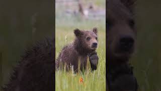 the baby bear - le petit ourson