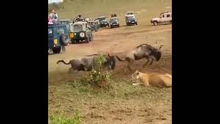 Female lion Waiting for hunt then king male lion surprise Entry😲