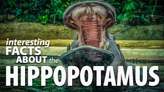 Interesting Facts about hippopotamus, hippo