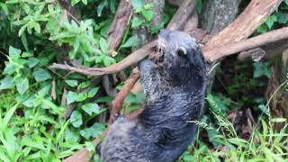 This binturong is polishing his claw