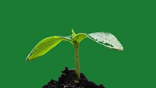 plant grow Green Screen video || no copyright || new ugta hua paudha green screen video